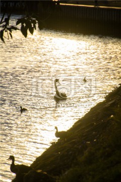 雅拉河上戏水的黑天鹅