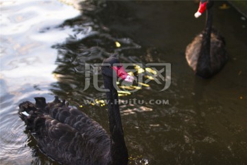 墨尔本雅拉河上的两只黑天鹅