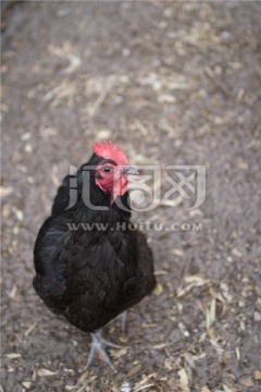 澳洲袋鼠岛农场里的黑公鸡