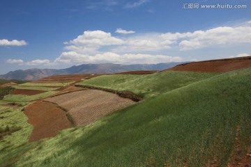 云南东川红土地小麦