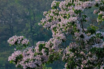 楸树花