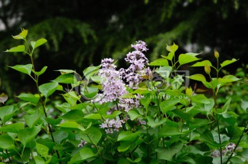 紫色丁香花