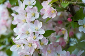 海棠花