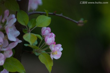 海棠花