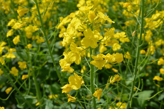 油菜花