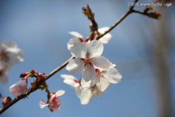 樱桃花