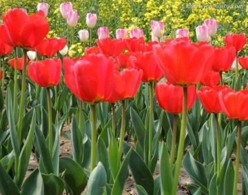 植物 红色郁金香 花圃花展