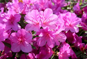 杜鹃花 映山红 高清