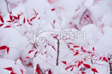 雪中红枫