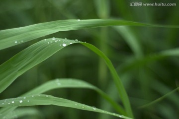 雨后有水滴翠绿伸展芦苇叶片