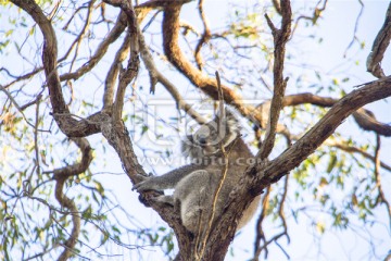 澳洲袋鼠岛上一只可爱的考拉