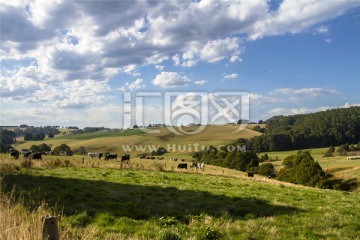 澳洲大洋路风光和山坡牛群景象