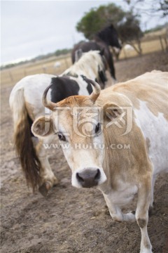 袋鼠岛农场里的小黄牛
