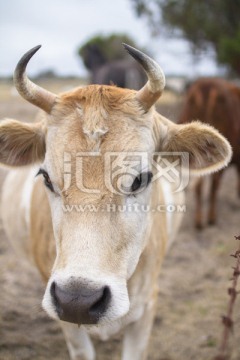 袋鼠岛农场里的小黄牛