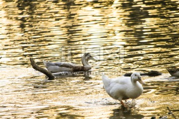 湖面上的两只鸭子