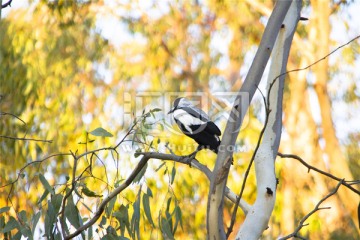 站立在枝头上一只澳洲黑背钟鹊