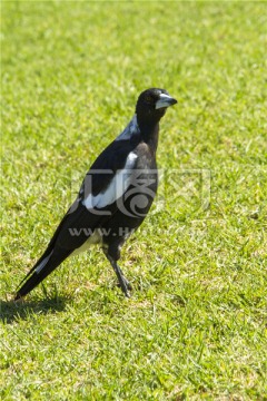 一只可爱的澳洲黑背钟鹊