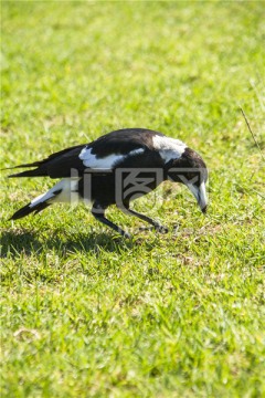 草坪上一只觅食中的黑背钟鹊