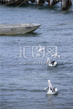 澳洲袋鼠岛海岛上一群嬉戏的鹈鹕