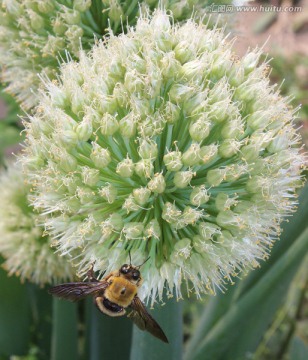 葱花上的黄蜂