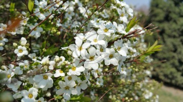 春天满树的白色花朵