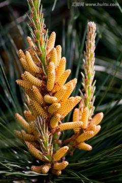 松树 马尾松 花松花