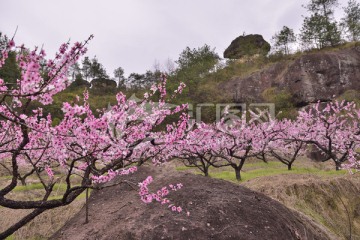 桃花