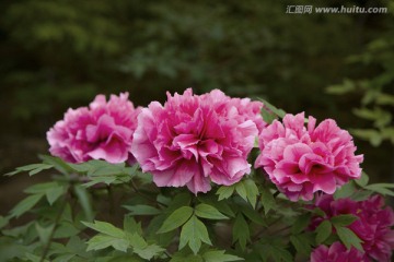 牡丹花 一簇