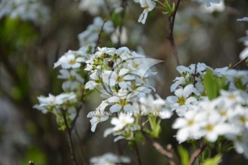 白色的花