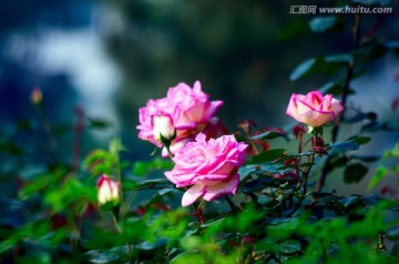 月季