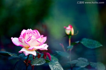 月季