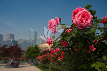 玫瑰之城 杭州城市风光