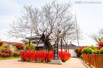 项王手植槐