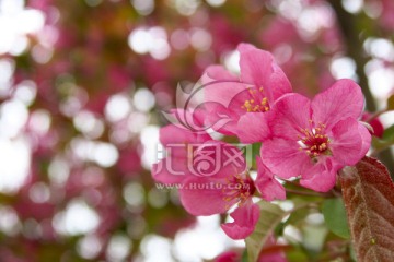 北美海棠 春天的花
