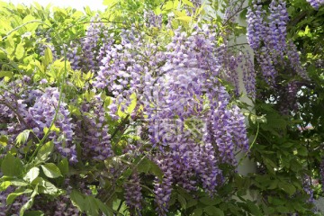 紫藤花 春天的花