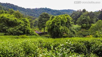 龙井茶叶