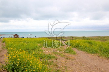 青海湖 油菜花