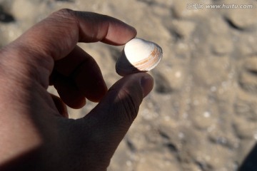 海牙北海的贝壳