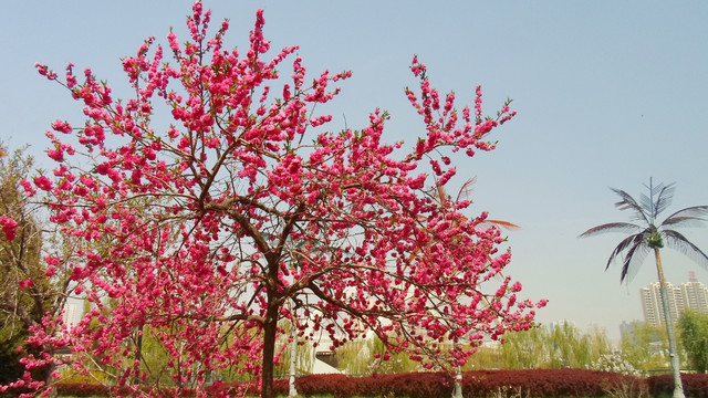 迎春花开