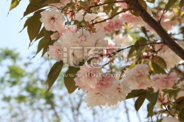 樱花