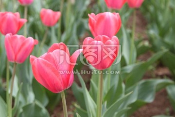 郁金香