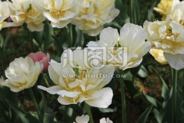 郁金香