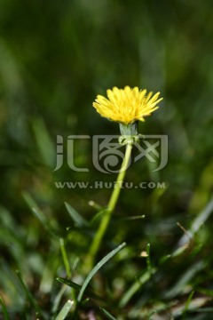 野菊花