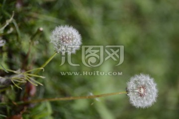 蒲公英