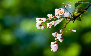 油桐花 桐油树花 桐子树花