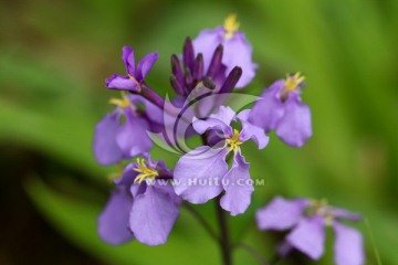 二月兰 小紫花