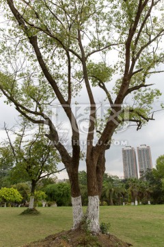 南宁动物园 园林景观 一棵树