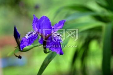 鸢尾花