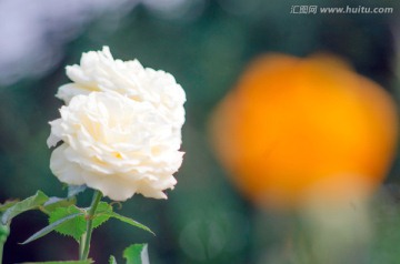 白月季