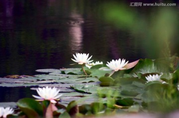 睡莲